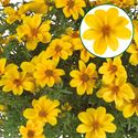 Afbeelding van Bidens P12 Sixby Sun